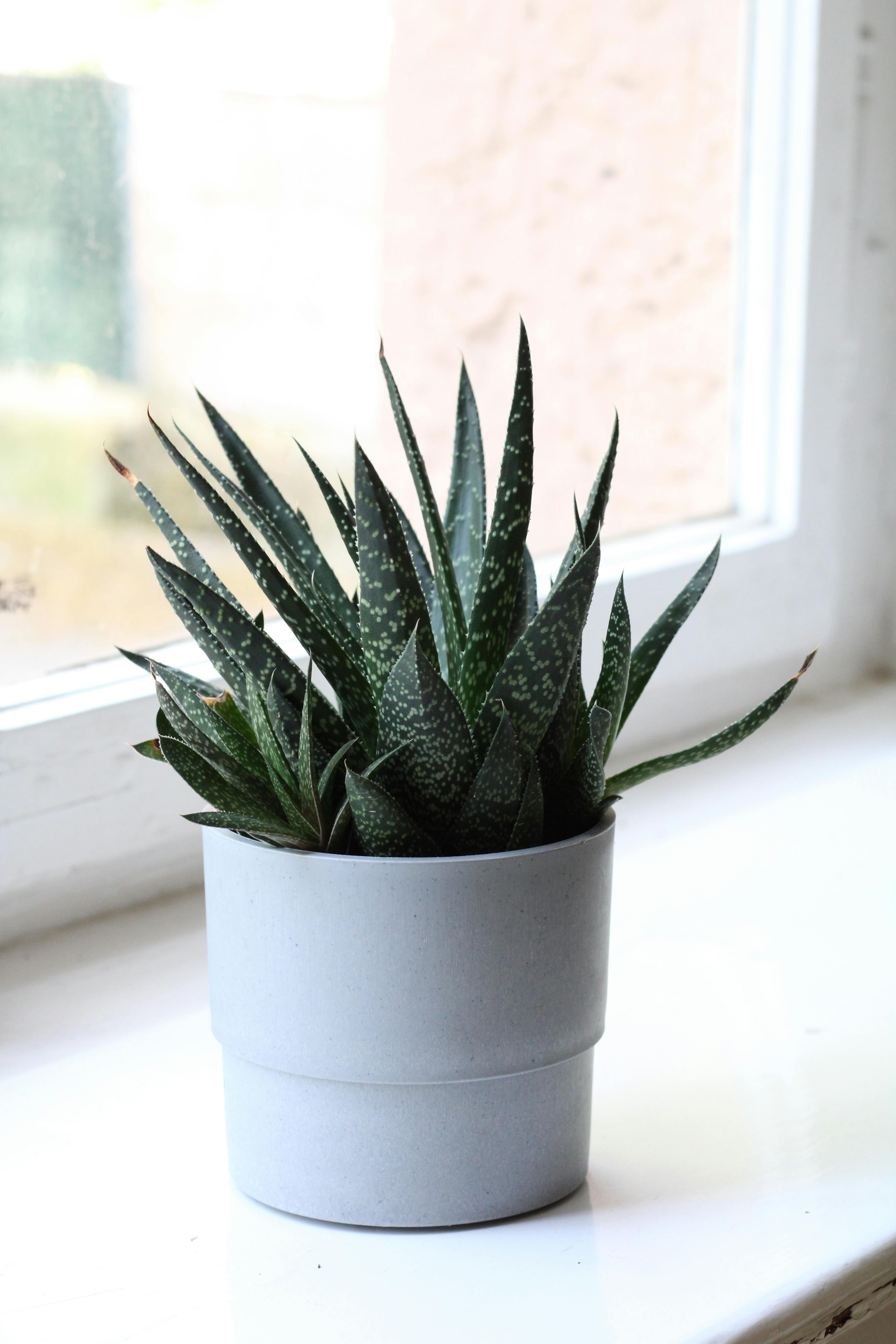 A collection of small potted aloe vera plants on a windowsill