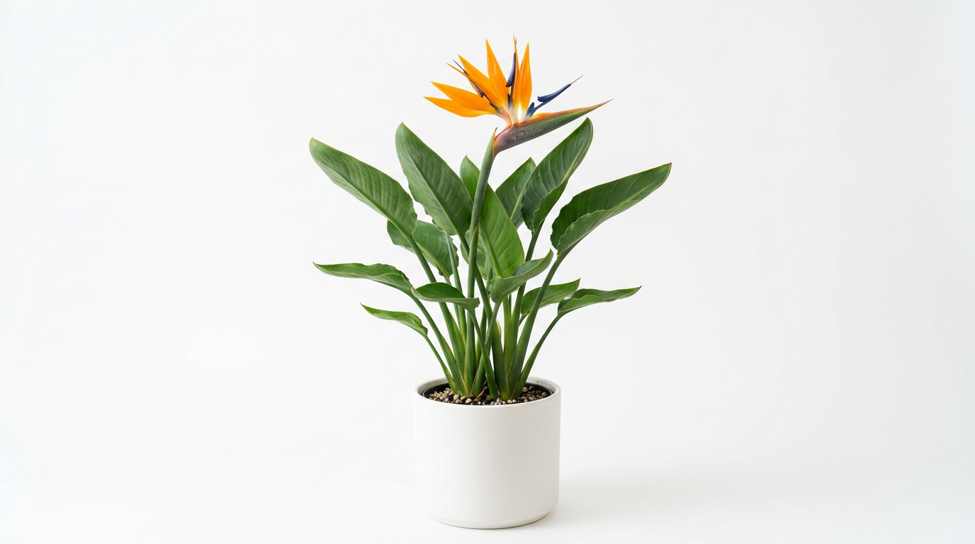 Bird of Paradise