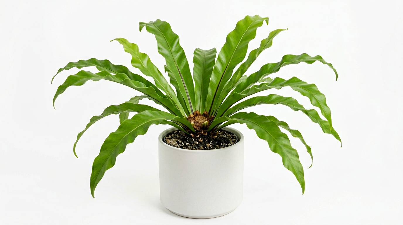 Bird's Nest Fern