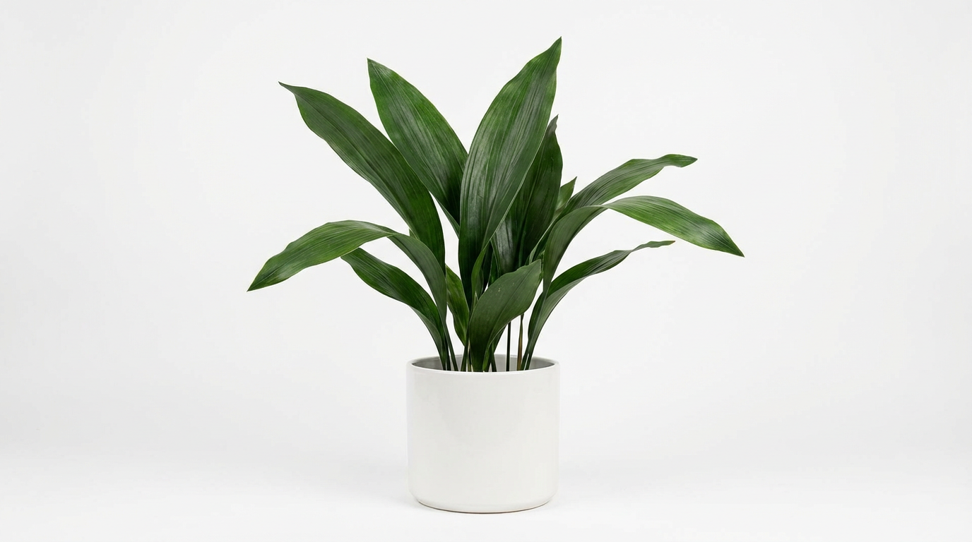 Cast Iron Plant