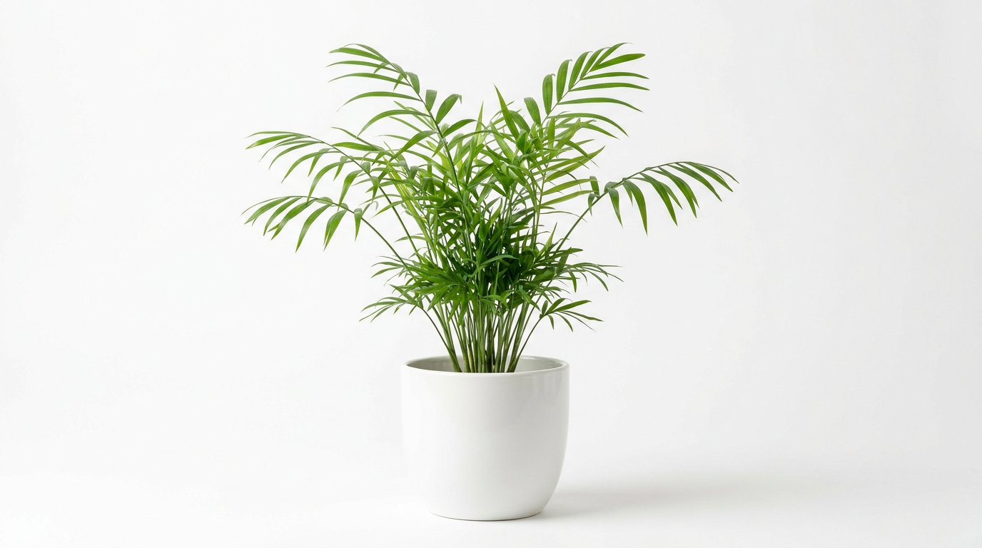 Parlour Palm