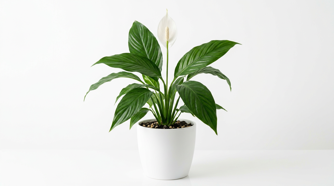 Peace Lily